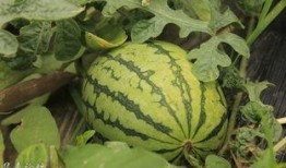 榆林老孟吃瓜,揭秘民间吃瓜文化的魅力与传承