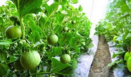 孕妇吃丑瓜,丑瓜的营养秘密与孕妇食谱推荐