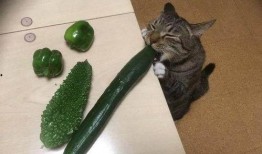 喵 吃瓜,喵星人与瓜界的奇妙邂逅