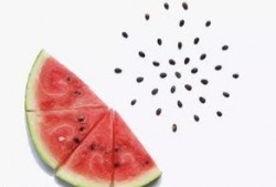 胃吐了可以吃贝贝瓜