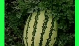 我天天吃瓜种田,乐享田园生活