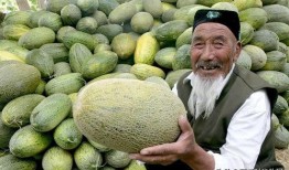 哈密瓜怎么吃能更甜一些,解锁更甜口感的方法