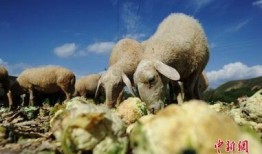 农村吃蜜瓜喂羊,蜜瓜喂羊，共享丰收喜悦