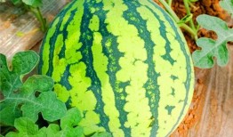 网课在线吃瓜,在线“吃瓜”成潮流