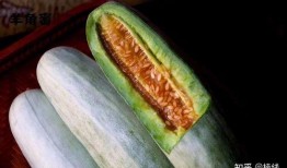 羊吃蜜瓜,蜜瓜盛宴的欢乐时光