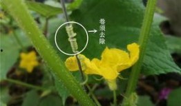 赏花吃瓜种植方法,瓜果花卉种植指南