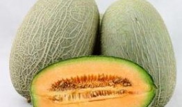 念珠菌可以吃哈密瓜