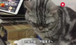 猫九吃瓜