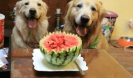 狗狗可以吃梢瓜吗,揭秘狗狗是否可以吃梢瓜