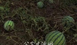 公安吃瓜,网络舆论场中的监督与反思