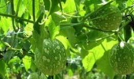 吃瓜治贫血吗,吃瓜也能治贫血？揭秘日常饮食中的补血秘诀