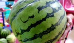 西瓜比赛吃瓜技巧