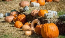 毓秀吃瓜,揭秘娱乐圈幕后故事