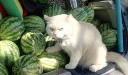 喵 吃瓜,喵星人与瓜界的奇妙邂逅