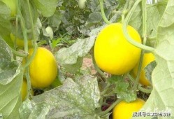 石家庄幼师吃瓜,石家庄幼师吃瓜事件背后的真相揭秘