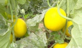 石家庄幼师吃瓜,石家庄幼师吃瓜事件背后的真相揭秘