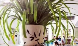 浙岱吃瓜,浙岱地区特色美食“吃瓜”文化探秘