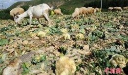 农村吃蜜瓜喂羊,蜜瓜喂羊，共享丰收喜悦