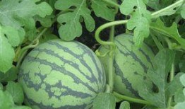 怀孕吃洋瓜,助力母婴健康