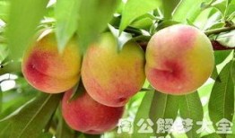 梦到吃桃吃瓜啥意思,桃与瓜的象征意义揭秘