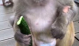 猴子吃瓜玩法,解锁猴子吃瓜的欢乐冒险之旅