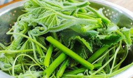 杨瓜尖怎么吃最好,杨瓜尖的多样美味食用指南