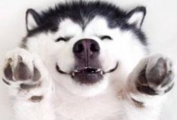 红脸吃瓜群众视频,揭秘网络热点的背后真相