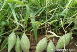 吃角瓜会有泡沫尿吗吗,吃角瓜后泡沫尿现象揭秘