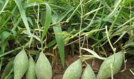 吃角瓜会有泡沫尿吗吗,吃角瓜后泡沫尿现象揭秘