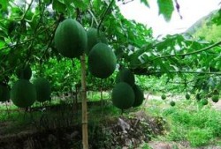 吊瓜煮着吃,探寻乡村美食的独特魅力