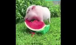 骑小猪吃瓜,趣味横生的田园生活体验