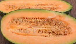 石头人吃哈密瓜,邂逅哈密瓜的甜蜜之旅