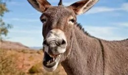 驴哥吃瓜德鲁伊,揭秘德鲁伊的神秘面纱