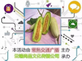 晚上吃羊角瓜,营养美味，养生新选择