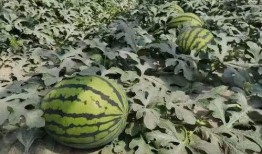 寿光未来城天台吃瓜