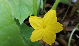 赏花吃瓜种植方法,瓜果花卉种植指南