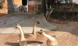 吃瓜鹅新鲜速递,揭秘娱乐圈最新热点事件