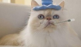 猫咪可以吃白瓜,白瓜的妙用与营养解析