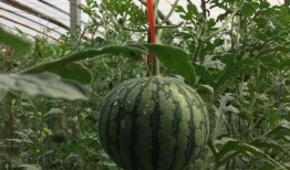 吃瓜甩皮,揭秘娱乐圈背后的故事