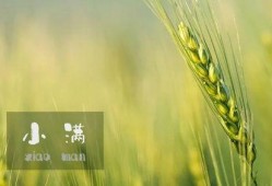 小满吃瓜最新视频,揭秘瓜界风云，笑料连连