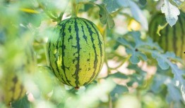 天津哪里吃瓜好,天津瓜果美食探店指南