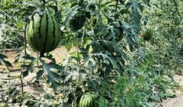 吃瓜群众燕京理工,揭秘校园生活与学术风采