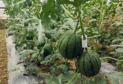 51吃瓜官网今日吃瓜,今日热点吃瓜盘点，揭秘娱乐圈最新动态