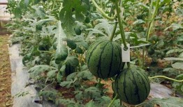 51吃瓜官网今日吃瓜,今日热点吃瓜盘点，揭秘娱乐圈最新动态