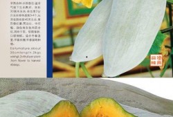 新疆丑瓜如何吃,新疆丑瓜的多彩食法探索