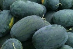 北京摄影泉吃瓜