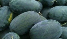 北京摄影泉吃瓜