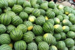 瓜农急寻找吃瓜,共享夏日甜蜜盛宴