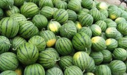 瓜农急寻找吃瓜,共享夏日甜蜜盛宴