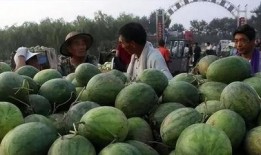 直播间吃的瓜是什么瓜,那些让人垂涎欲滴的“瓜”